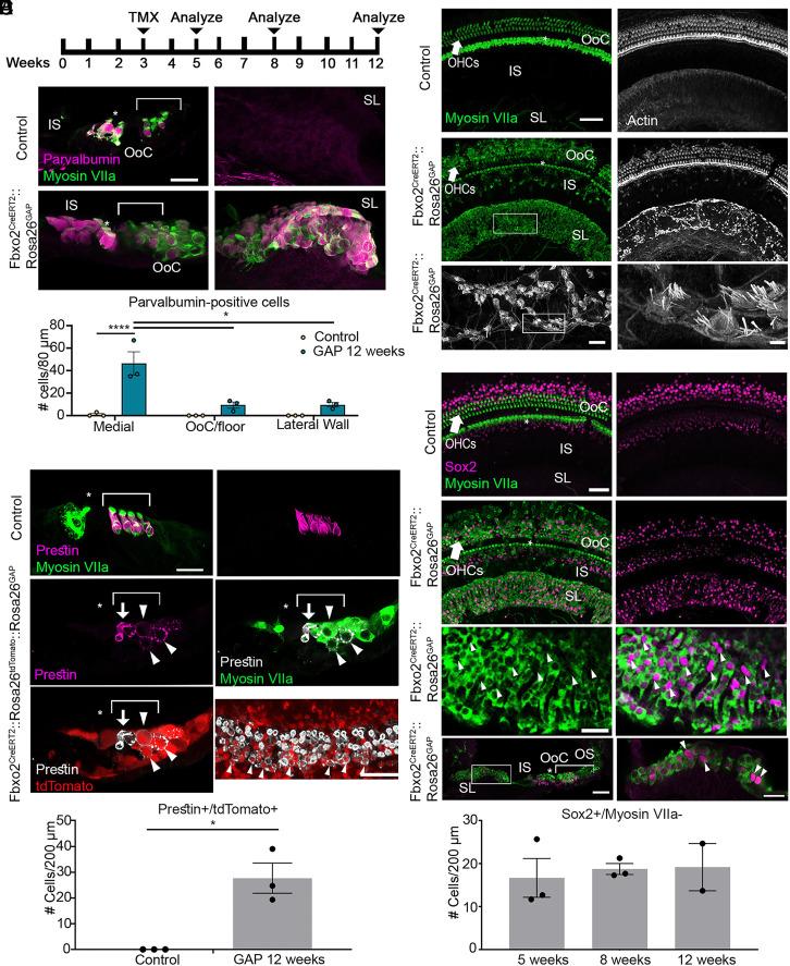 https://cdn.ncbi.nlm.nih.gov/pmc/blobs/a234/10835112/8edd2f149295/pnas.2304680121fig05.jpg