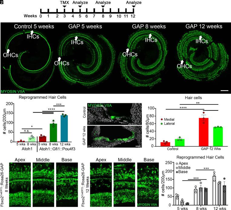 https://cdn.ncbi.nlm.nih.gov/pmc/blobs/a234/10835112/e7f2094cb7c0/pnas.2304680121fig04.jpg