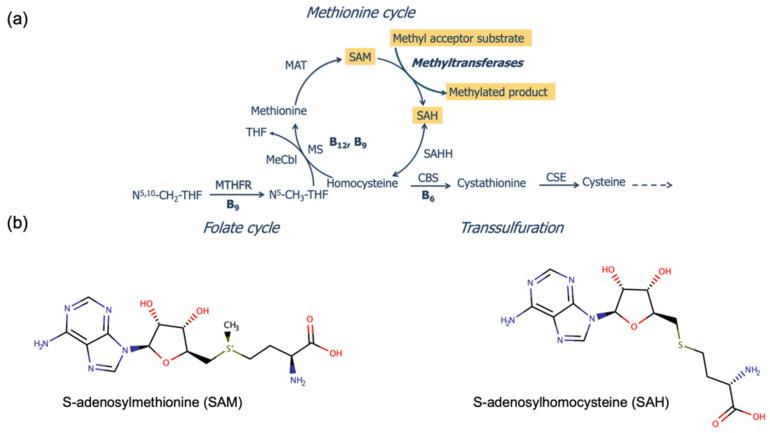 https://cdn.ncbi.nlm.nih.gov/pmc/blobs/a23f/9143066/d484ff50067e/metabolites-12-00373-g001.jpg