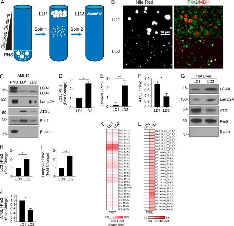 https://cdn.ncbi.nlm.nih.gov/pmc/blobs/a258/6781454/ab4765aabe68/JCB_201803153_Fig6.jpg
