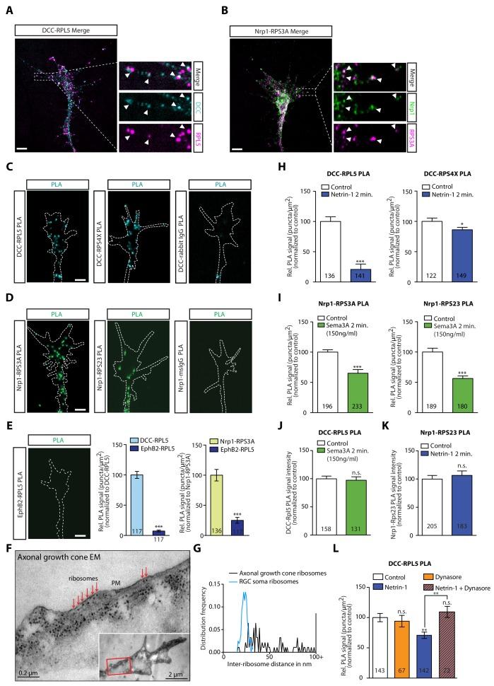 https://cdn.ncbi.nlm.nih.gov/pmc/blobs/a263/6894925/0a66d8167bb4/elife-48718-fig3.jpg