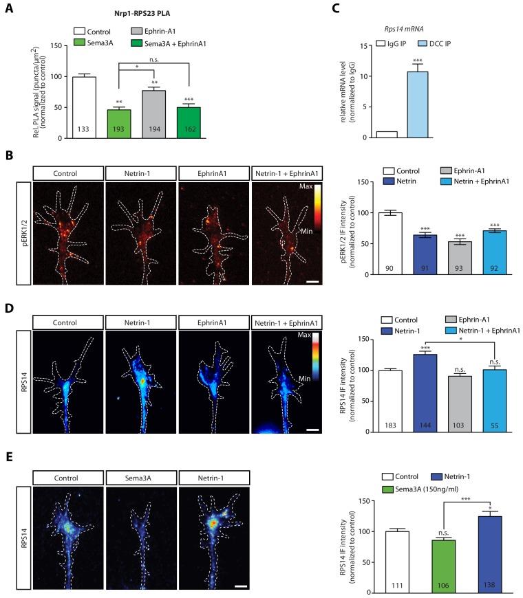 https://cdn.ncbi.nlm.nih.gov/pmc/blobs/a263/6894925/75cb3b5e4e84/elife-48718-fig4-figsupp1.jpg