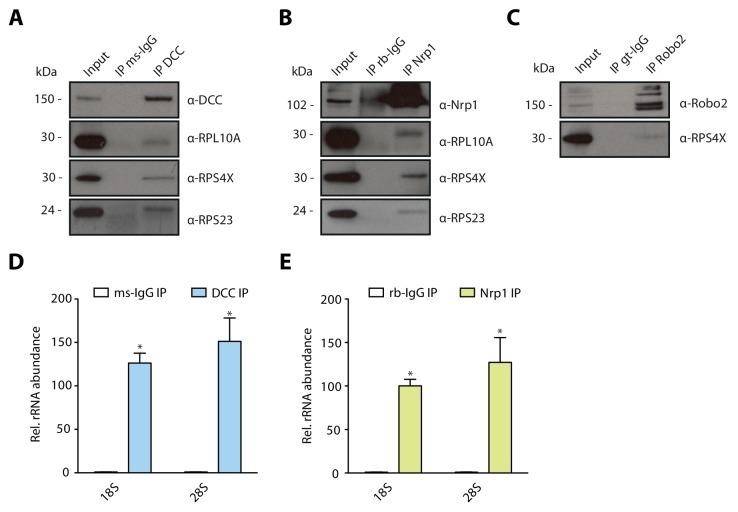 https://cdn.ncbi.nlm.nih.gov/pmc/blobs/a263/6894925/f615b989cb31/elife-48718-fig1-figsupp1.jpg