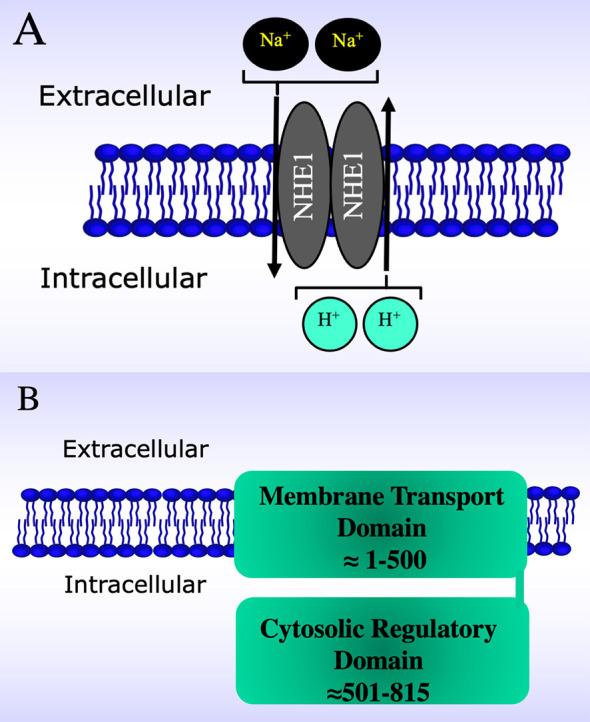 https://cdn.ncbi.nlm.nih.gov/pmc/blobs/a27d/11266974/0acab5f76c50/2153-8174-23-8-284-g1.jpg