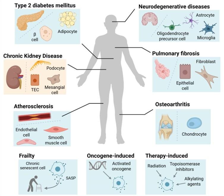 https://cdn.ncbi.nlm.nih.gov/pmc/blobs/a28c/12319541/20748a22a06a/sfaf190fig1.jpg