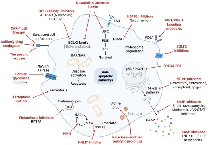 https://cdn.ncbi.nlm.nih.gov/pmc/blobs/a28c/12319541/5dfcb4fa5987/sfaf190fig4.jpg