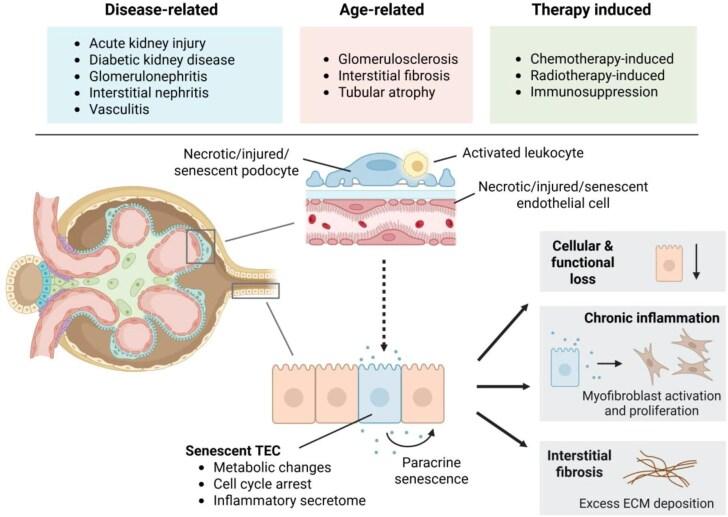 https://cdn.ncbi.nlm.nih.gov/pmc/blobs/a28c/12319541/69d995a5a006/sfaf190fig2.jpg