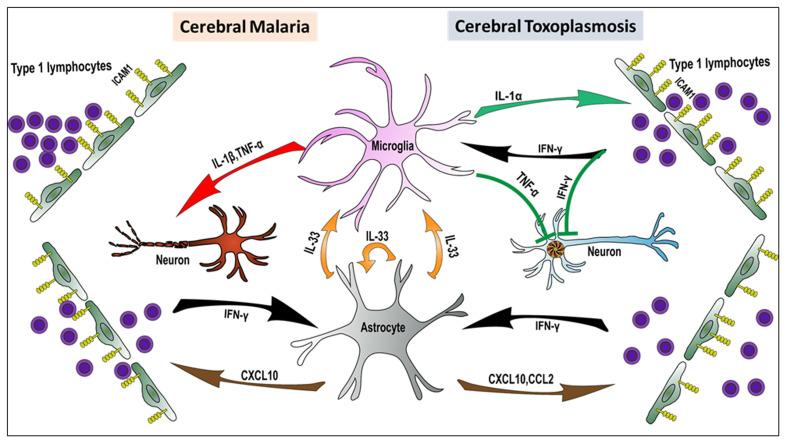 https://cdn.ncbi.nlm.nih.gov/pmc/blobs/a28d/8441994/340b3256498f/facrev-10-69-g001.jpg