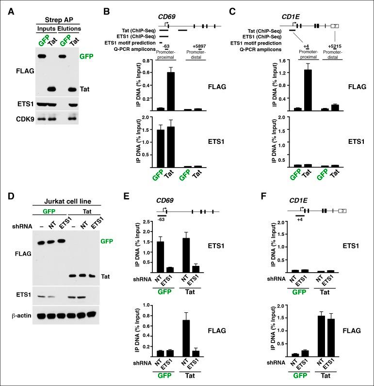 https://cdn.ncbi.nlm.nih.gov/pmc/blobs/a2a8/4733046/2d32ebea0865/elife-08955-fig9.jpg