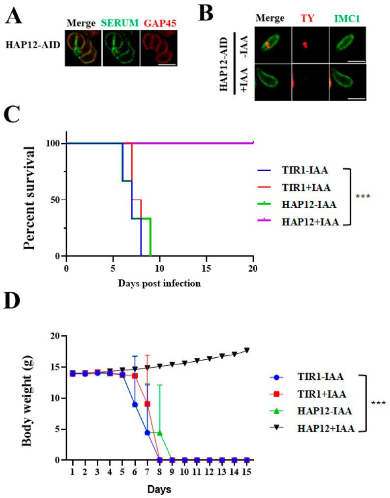 https://cdn.ncbi.nlm.nih.gov/pmc/blobs/a2c7/12028005/720cff66409b/ijms-26-03910-g004.jpg