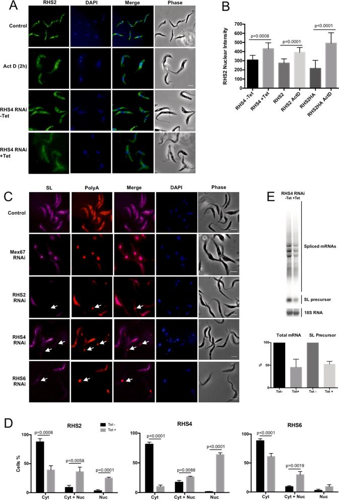 https://cdn.ncbi.nlm.nih.gov/pmc/blobs/a2e9/6393297/f72882ae9e30/gky1255fig5.jpg