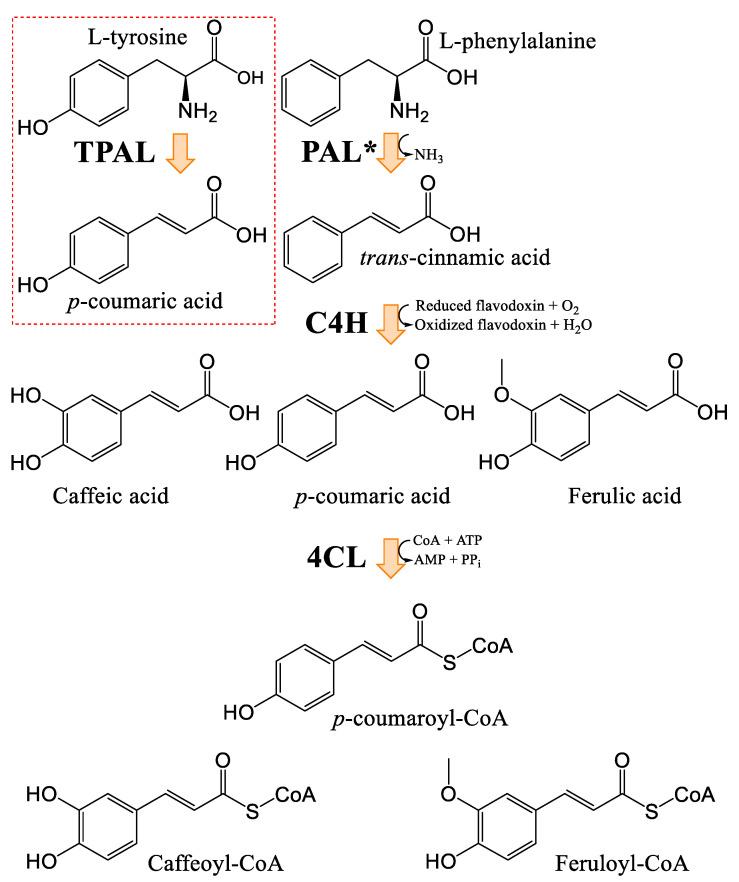 https://cdn.ncbi.nlm.nih.gov/pmc/blobs/a2f4/12073235/9838603bcb57/plants-14-01372-g004.jpg