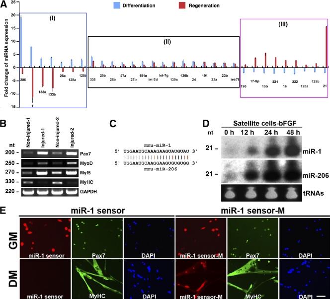 https://cdn.ncbi.nlm.nih.gov/pmc/blobs/a315/2935565/1d0be82db2d3/JCB_200911036_RGB_Fig2.jpg