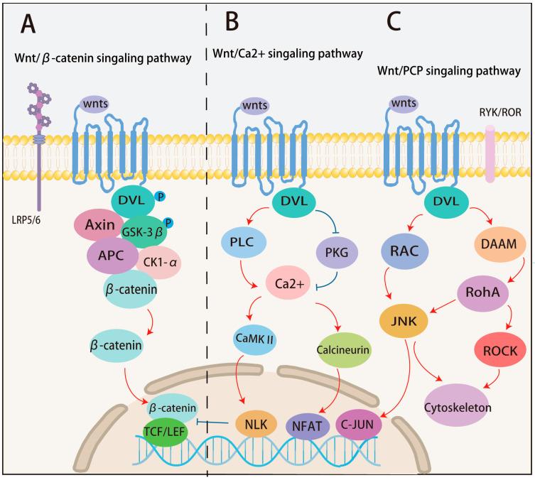 https://cdn.ncbi.nlm.nih.gov/pmc/blobs/a3af/11640042/9f095c7f3b8a/cells-13-01990-g001.jpg