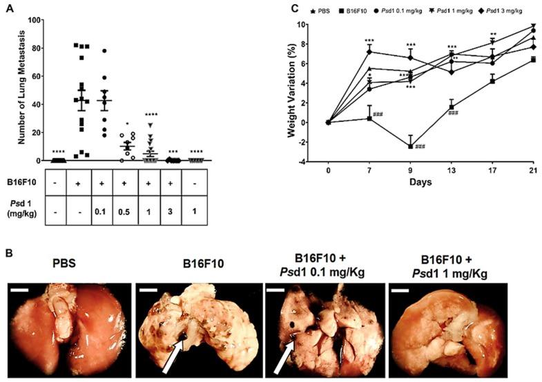 https://cdn.ncbi.nlm.nih.gov/pmc/blobs/a3de/7219108/c926d28027a5/ijms-21-02662-g006.jpg