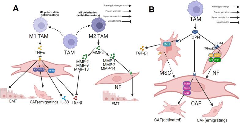 https://cdn.ncbi.nlm.nih.gov/pmc/blobs/a423/11459962/66b02869eb05/12935_2024_3518_Fig4_HTML.jpg