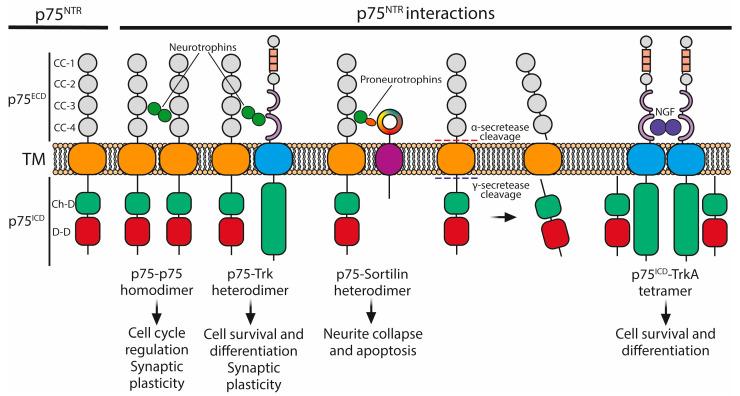 https://cdn.ncbi.nlm.nih.gov/pmc/blobs/a46d/11311851/577cf5b5fee2/ijms-25-08312-g004.jpg