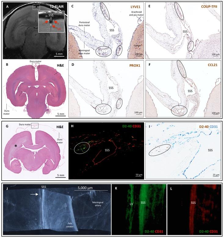 https://cdn.ncbi.nlm.nih.gov/pmc/blobs/a479/5626482/51ea1df2adba/elife-29738-fig4.jpg