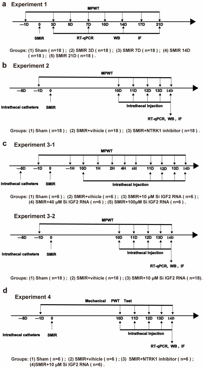 https://cdn.ncbi.nlm.nih.gov/pmc/blobs/a47b/12292553/179bfb338d8c/biomedicines-13-01632-g001.jpg