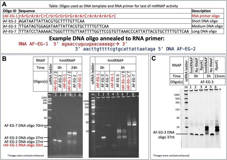https://cdn.ncbi.nlm.nih.gov/pmc/blobs/a486/11976148/026b85100202/gkaf236fig1.jpg
