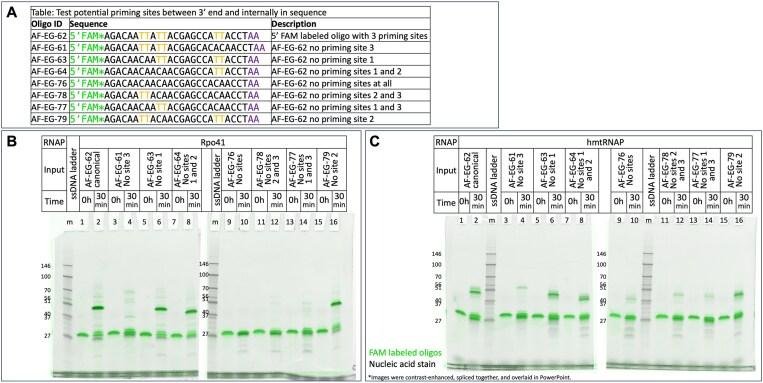 https://cdn.ncbi.nlm.nih.gov/pmc/blobs/a486/11976148/179c062fbea3/gkaf236fig6.jpg