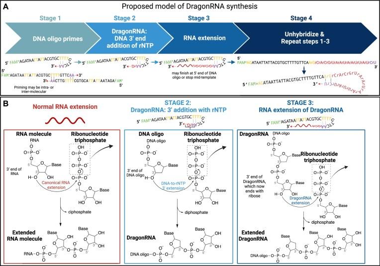 https://cdn.ncbi.nlm.nih.gov/pmc/blobs/a486/11976148/69a8f63519ed/gkaf236fig12.jpg