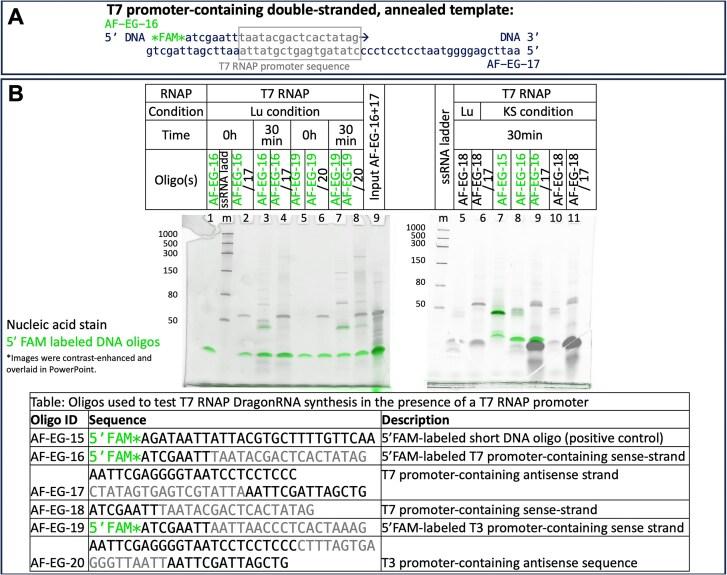 https://cdn.ncbi.nlm.nih.gov/pmc/blobs/a486/11976148/cbe6e148a168/gkaf236fig10.jpg