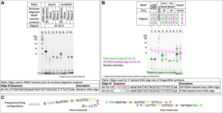 https://cdn.ncbi.nlm.nih.gov/pmc/blobs/a486/11976148/cddfe400b09c/gkaf236fig2.jpg