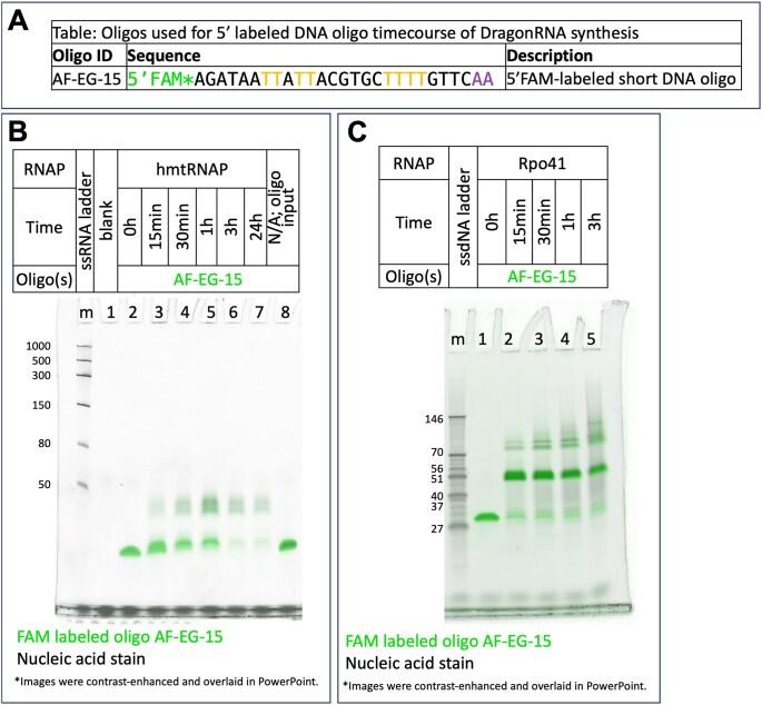 https://cdn.ncbi.nlm.nih.gov/pmc/blobs/a486/11976148/d2c6c0c6969d/gkaf236fig3.jpg