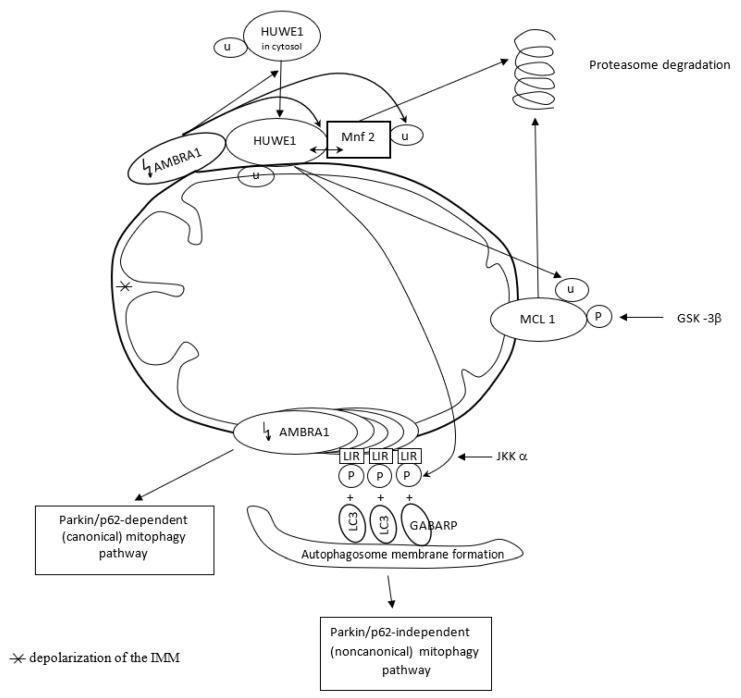 https://cdn.ncbi.nlm.nih.gov/pmc/blobs/a4d3/10376332/97063e434f05/antioxidants-12-01368-g004.jpg