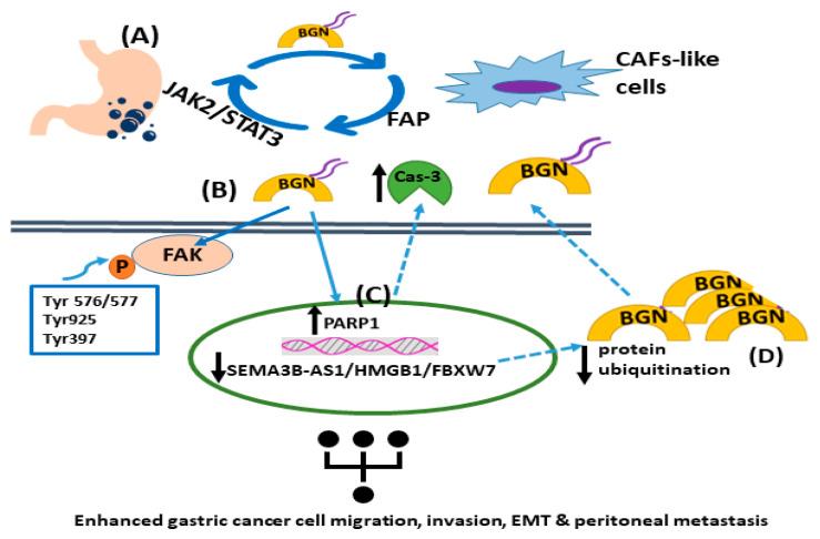 https://cdn.ncbi.nlm.nih.gov/pmc/blobs/a4dc/10377491/d4510600fadb/cancers-15-03549-g001.jpg