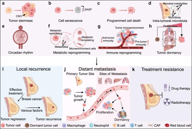 https://cdn.ncbi.nlm.nih.gov/pmc/blobs/a4dd/11836418/c449dca5069c/41392_2024_2108_Fig4_HTML.jpg