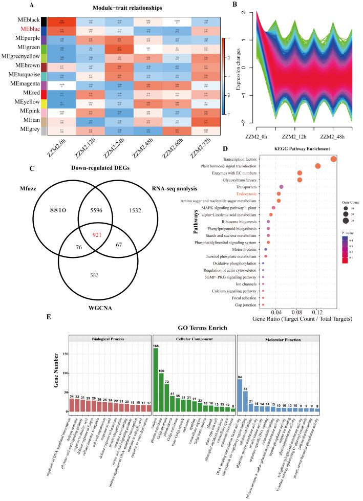 https://cdn.ncbi.nlm.nih.gov/pmc/blobs/a4e9/12385879/17500173b7fb/genes-16-00961-g001.jpg