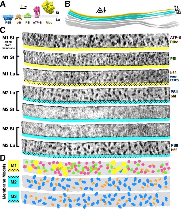 https://cdn.ncbi.nlm.nih.gov/pmc/blobs/a508/7164959/9831aff75a2b/elife-53740-fig2.jpg