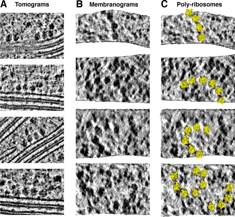 https://cdn.ncbi.nlm.nih.gov/pmc/blobs/a508/7164959/fe697da30dd5/elife-53740-fig2-figsupp3.jpg