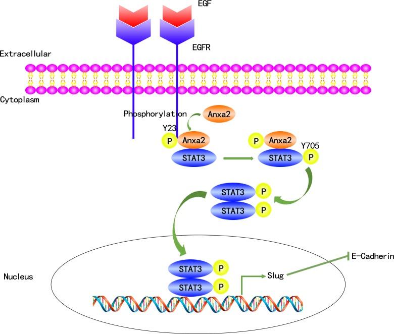 https://cdn.ncbi.nlm.nih.gov/pmc/blobs/a52b/4741582/59d116959134/oncotarget-06-30975-g008.jpg