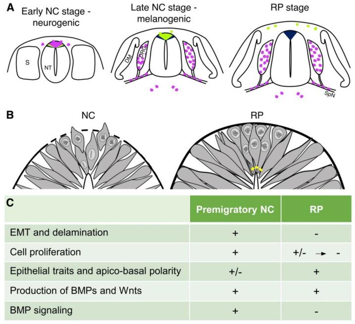 https://cdn.ncbi.nlm.nih.gov/pmc/blobs/a52e/8070085/86dabc5629b6/ijms-22-03911-g001.jpg