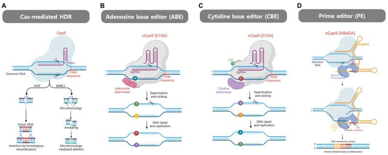 https://cdn.ncbi.nlm.nih.gov/pmc/blobs/a552/11274827/2c746d841b3a/cells-13-01214-g006.jpg