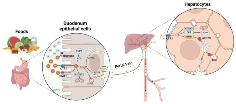 https://cdn.ncbi.nlm.nih.gov/pmc/blobs/a552/11274827/36d238f9f348/cells-13-01214-g001.jpg