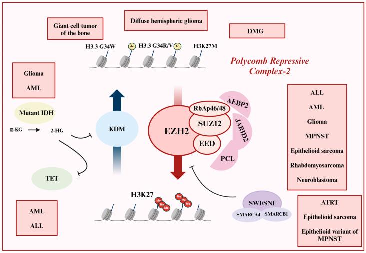 https://cdn.ncbi.nlm.nih.gov/pmc/blobs/a578/11674401/0ae30052abf0/cancers-16-04149-g003.jpg