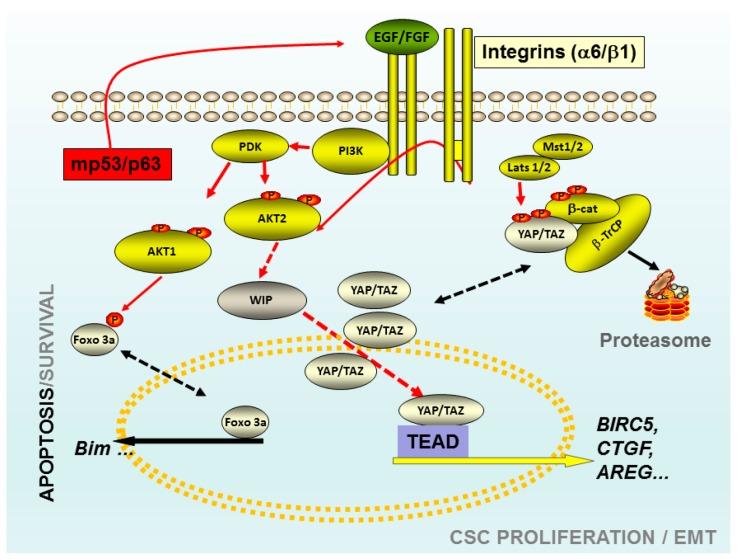https://cdn.ncbi.nlm.nih.gov/pmc/blobs/a60b/5874686/949b77d70618/biomedicines-06-00029-g001.jpg