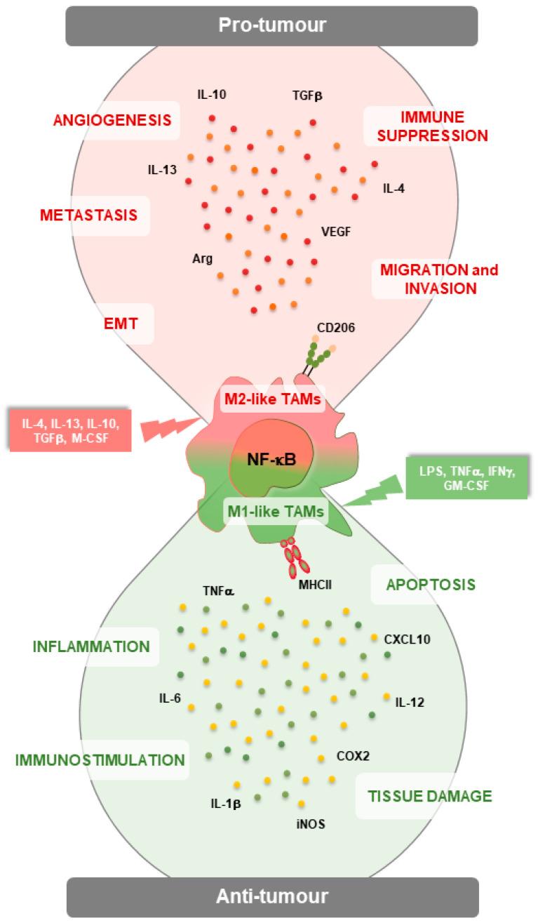 https://cdn.ncbi.nlm.nih.gov/pmc/blobs/a619/10888451/e185ad3bfb3f/genes-15-00197-g001.jpg