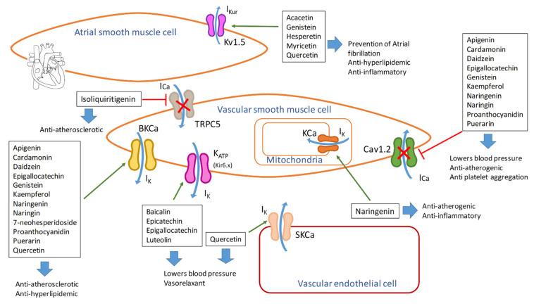 https://cdn.ncbi.nlm.nih.gov/pmc/blobs/a622/8230563/467a1ae48b2b/molecules-26-03557-g009.jpg