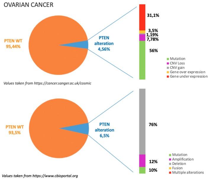 https://cdn.ncbi.nlm.nih.gov/pmc/blobs/a65e/6826459/eb05f991a0c2/cancers-11-01458-g002.jpg