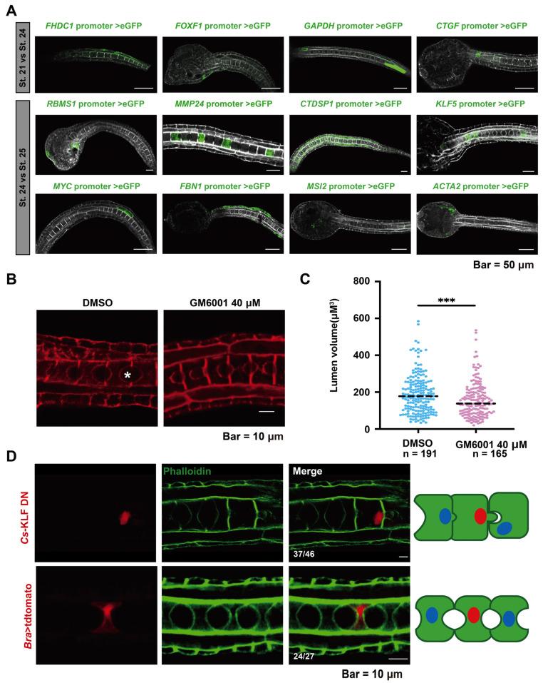 https://cdn.ncbi.nlm.nih.gov/pmc/blobs/a666/10931586/96e4eafe559a/ijms-25-02793-g004.jpg