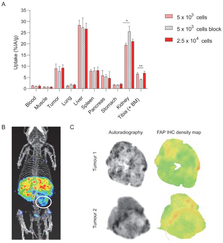 https://cdn.ncbi.nlm.nih.gov/pmc/blobs/a698/10217124/45f2d947878e/cells-12-01420-g004.jpg