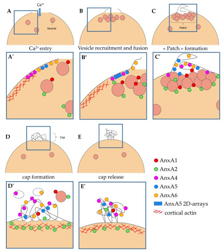 https://cdn.ncbi.nlm.nih.gov/pmc/blobs/a6e0/8877144/5231af0ac588/membranes-12-00153-g006.jpg