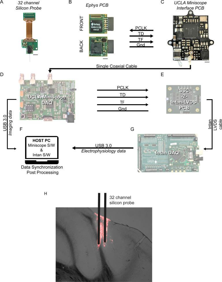 https://cdn.ncbi.nlm.nih.gov/pmc/blobs/a6e6/10942583/5c2f6b3ce9e3/elife-88439-fig1-figsupp1.jpg