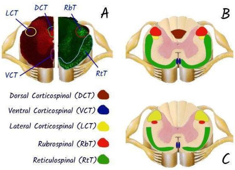 https://cdn.ncbi.nlm.nih.gov/pmc/blobs/a6e8/12191375/4d1b80fd14d1/biomedicines-13-01427-g015.jpg