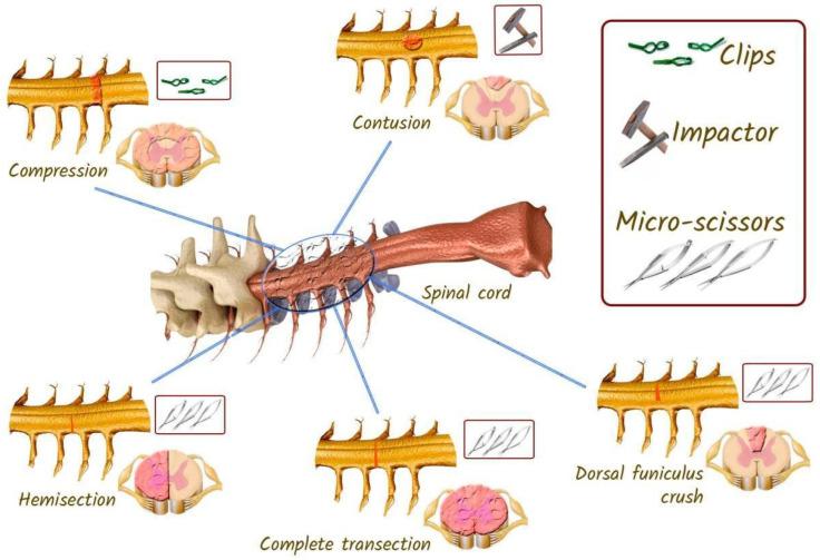 https://cdn.ncbi.nlm.nih.gov/pmc/blobs/a6e8/12191375/842a76d0b700/biomedicines-13-01427-g014.jpg